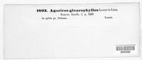 Agaricus glaucophyllus image